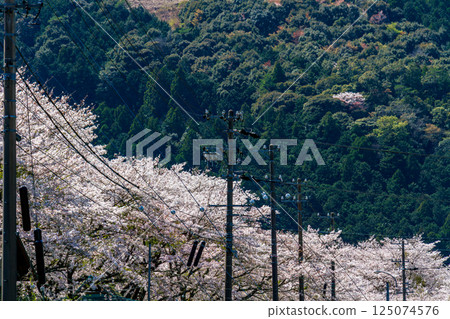 Scenery of the Ieyama River and cherry blossoms in Ieyama, Kawane-cho, Shimada City, Shizuoka Prefecture Scenery of the Ieyama River and cherry blossoms in Ieyama, Kawane-cho, Shimada City, Shizuoka Prefecture 125074576