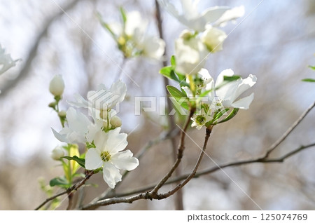 利久梅(薔薇科,柳屬)落葉喬木 利久梅(薔薇科,柳屬)落葉喬木 125074769