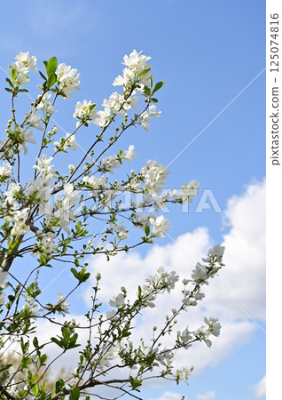 利久梅（薔薇科，柳屬）落葉喬木 125074816