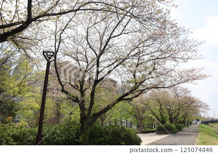 新橫濱站公園：櫻花季 125074846