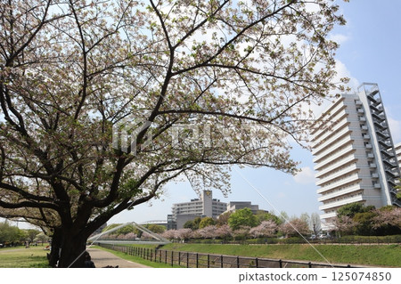 Shin-Yokohama Station Park: Cherry Blossom Season 125074850