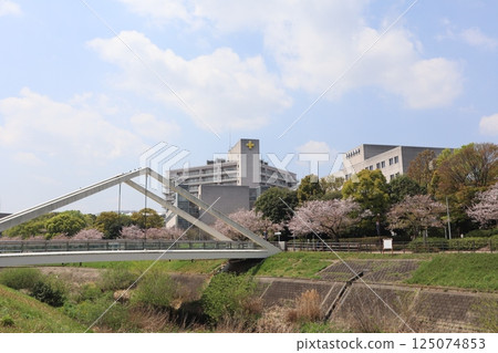 Shin-Yokohama, Tsurumi River, Sankakubashi, Cherry Blossom Season Shin-Yokohama, Tsurumi River, Sankakubashi, Cherry Blossom Season 125074853