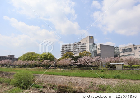 新橫濱站公園：櫻花季 125074856