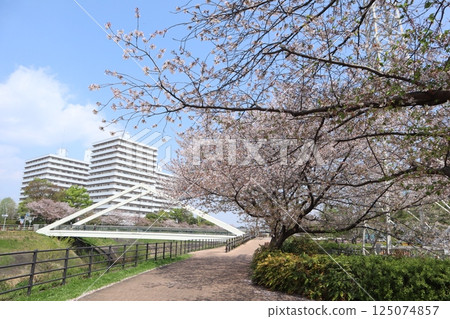 新橫濱、鶴見川、三角橋、櫻花季 新橫濱、鶴見川、三角橋、櫻花季 125074857