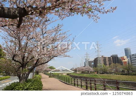 Shin-Yokohama, Tsurumi River, Sankakubashi, Cherry Blossom Season Shin-Yokohama, Tsurumi River, Sankakubashi, Cherry Blossom Season 125074863