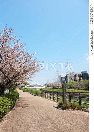 新橫濱、鶴見川、三角橋、櫻花季 125074864