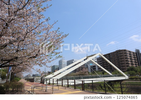 Shin-Yokohama, Tsurumi River, Sankakubashi, Cherry Blossom Season Shin-Yokohama, Tsurumi River, Sankakubashi, Cherry Blossom Season 125074865