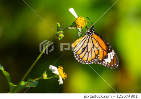 A close-up of a Common Tiger butterfly perched on a small white and yellow flower, set against a lush green blurred background. 125074901