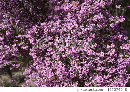 Erica japonica (Ericaceae) 125074948