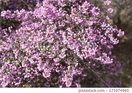 杜鵑花（杜鵑花科） 125074960