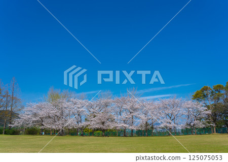 盛開的櫻花在藍天中閃耀 125075053