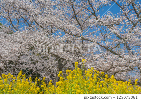 Cherry blossoms in full bloom shining in the blue sky 125075061