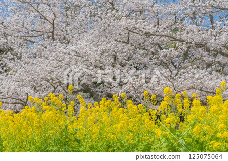 Cherry blossoms in full bloom shining in the blue sky 125075064
