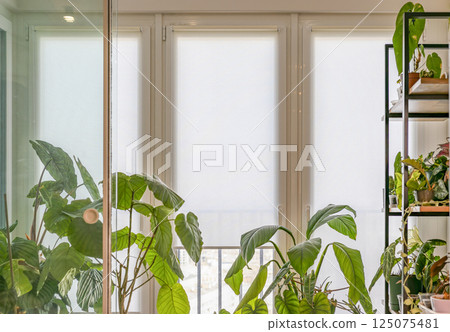 White roller blinds with houseplants 125075481