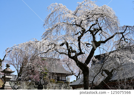 Cherry blossoms at Myoyoshi Shrine Cherry blossoms at Myoyoshi Shrine 125075566
