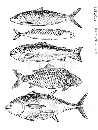 Vector illustration set of hand drawn fish in black and white. This vintage style sketch features various seafood species like tuna, herring, and trout, perfect for restaurant menus, kitchen decor Vector illustration set of hand drawn fish in black and white. This vintage style sketch features various seafood species like tuna, herring, and trout, perfect for restaurant menus, kitchen decor 125075634