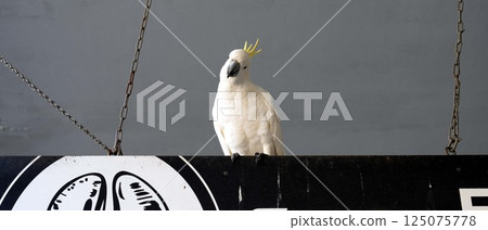 Wild parrots in Sydney, Australia 125075778