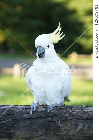 Wild parrots in Sydney, Australia Wild parrots in Sydney, Australia 125075781