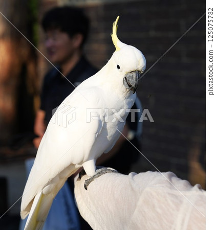 Wild parrots in Sydney, Australia 125075782