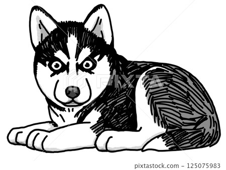 西伯利亞哈士奇小狗黑白透明背景 西伯利亞哈士奇小狗黑白透明背景 125075983