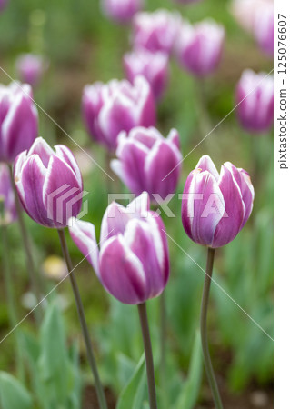 開花在春天花圃裡的紫色鬱金香花 125076607