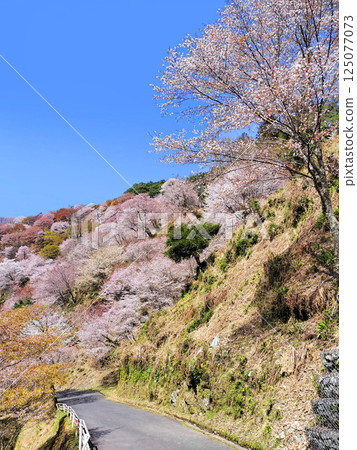 世界遺產吉野大峰的櫻花盛開 世界遺產吉野大峰的櫻花盛開 125077073