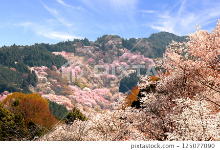 世界遺產吉野大峰的櫻花盛開 125077090