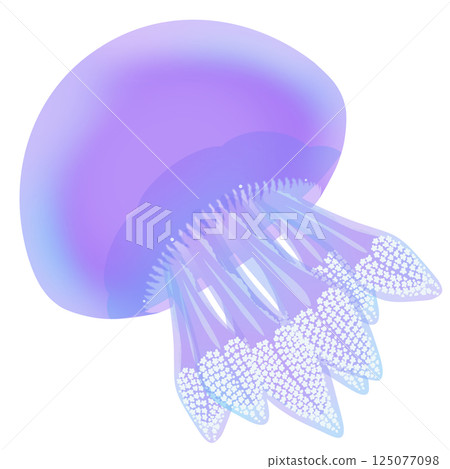 Color Jellyfish_Purple 125077098