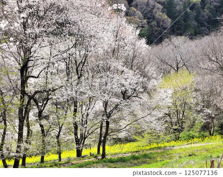 A famous cherry blossom spot: Edohigan colony A famous cherry blossom spot: Edohigan colony 125077136