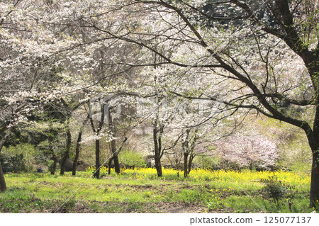 A famous cherry blossom spot: Edohigan colony A famous cherry blossom spot: Edohigan colony 125077137