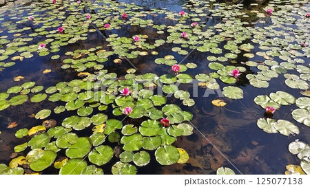 Water lily flowers and leaves floating on a pond Water lily flowers and leaves floating on a pond 125077138