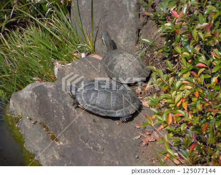 Turtle while drying the shell 125077144
