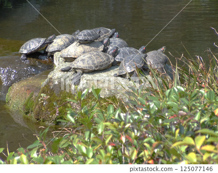 Turtles drying their shells (many, from behind) 125077146