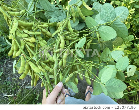 Hands holding edamame beans Hands holding edamame beans 125077196