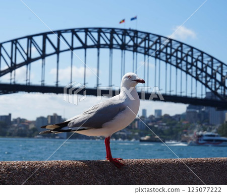 Seagull standing with the Harbour Bridge in the background 125077222