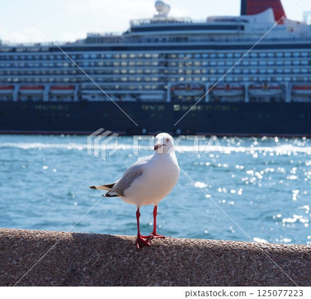 Seagulls in front of the Sydney wharf in Australia Seagulls in front of the Sydney wharf in Australia 125077223
