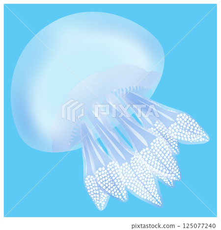 Color Jellyfish_Light Blue Color Jellyfish_Light Blue 125077240