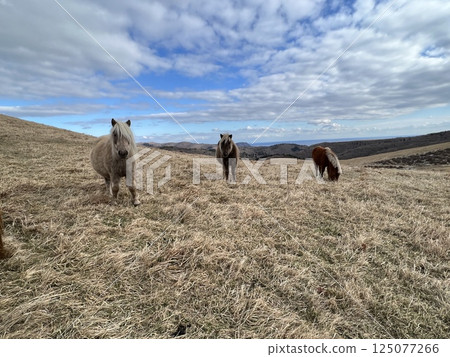 Wild Horses of Shioshou Mountain 125077266