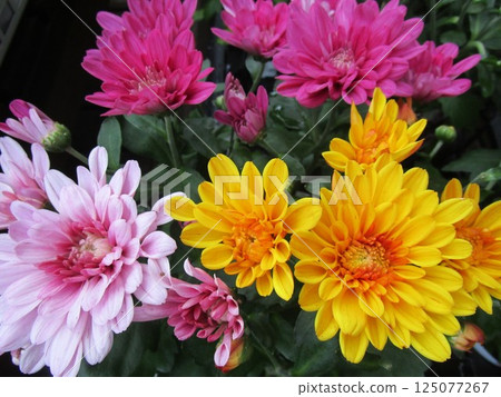 Close-up of pink and yellow chrysanthemum flowers 125077267
