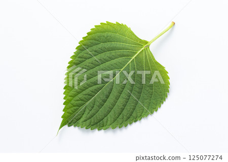 Perilla (green shiso) 125077274