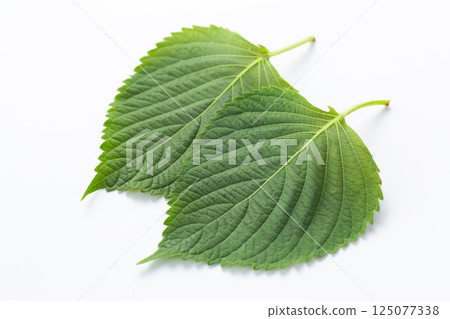 紫蘇(綠紫蘇) 紫蘇(綠紫蘇) 125077338