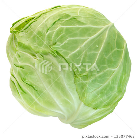 raw cabbage isolated. raw cabbage isolated. 125077462