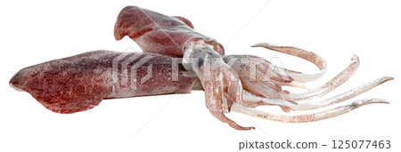 raw squid isolated raw squid isolated 125077463