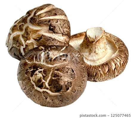 Shiitake Mushrooms isolated Shiitake Mushrooms isolated 125077465