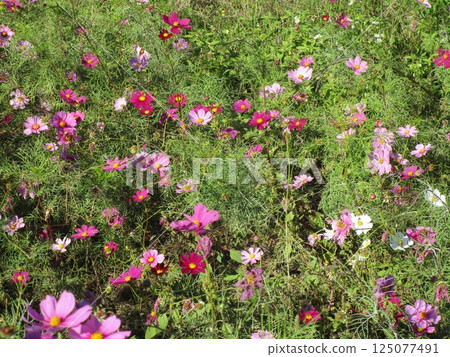 秋波斯菊領域 125077491