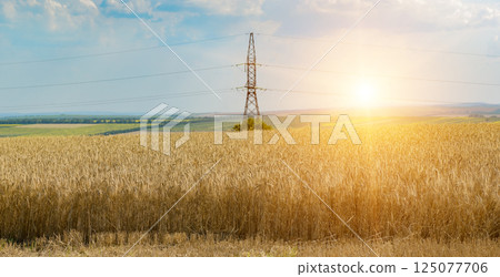 High voltage power line over wheat field and summer sunrise. High voltage power line over wheat field and summer sunrise. 125077706