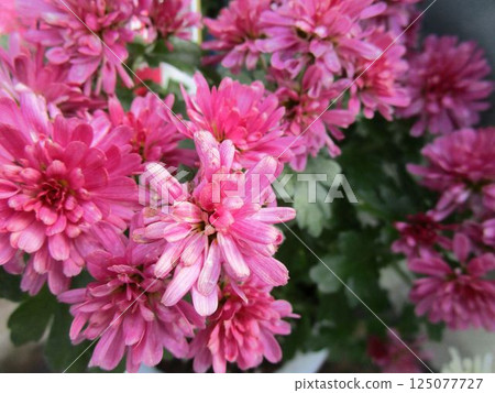 Pink chrysanthemum flower close-up Pink chrysanthemum flower close-up 125077727