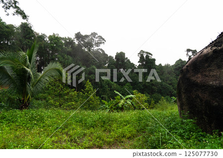 Lush jungle surrounds a winding road, showcasing the vibrant nature of Koh Phangan during the rain. Lush jungle surrounds a winding road, showcasing the vibrant nature of Koh Phangan during the rain. 125077730