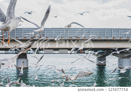 A scene of seagulls flying around Hamanako Sakume Station on the Tenryu Hamanako Railway in Hamamatsu City (Shizuoka Prefecture) A scene of seagulls flying around Hamanako Sakume Station on the Tenryu Hamanako Railway in Hamamatsu City (Shizuoka Prefecture) 125077758