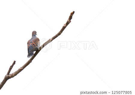Young turtle doves born in early spring wait for their parents Young turtle doves born in early spring wait for their parents 125077805